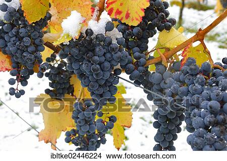 "Snow-covered Dornfelder grapes in autumn, Korb-Steinreinach, wine-growing region of Remstal, Baden-Wuerttemberg, Germany, Europe" View Large Photo Image Picture - "Snow-covered Dornfelder grapes in autumn, Korb-Steinreinach, wine-growing region of Remstal, Baden-Wuerttemberg, Germany, Europe". Fotosearch