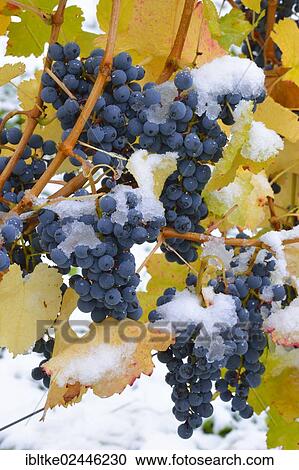 "Snow-covered Dornfelder grapes in autumn, Korb-Steinreinach, wine-growing region of Remstal, Baden-Wuerttemberg, Germany, Europe" View Large Photo Image Stock Image - "Snow-covered Dornfelder grapes in autumn, Korb-Steinreinach, wine-growing region of Remstal, Baden-Wuerttemberg, Germany, Europe". Fotosearch