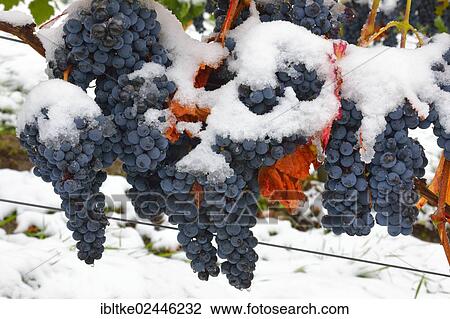 "Snow-covered Dornfelder grapes in autumn, Korb-Steinreinach, wine-growing region of Remstal, Baden-Wuerttemberg, Germany, Europe" View Large Photo Image Stock Image - "Snow-covered Dornfelder grapes in autumn, Korb-Steinreinach, wine-growing region of Remstal, Baden-Wuerttemberg, Germany, Europe". Fotosearch
