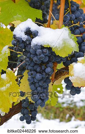 "Snow-covered Dornfelder grapes in autumn, Korb-Steinreinach, wine-growing region of Remstal, Baden-Wuerttemberg, Germany, Europe" View Large Photo Image Stock Photograph - "Snow-covered Dornfelder grapes in autumn, Korb-Steinreinach, wine-growing region of Remstal, Baden-Wuerttemberg, Germany, Europe". Fotosearch