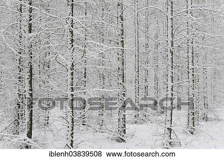 "Snow-covered European Larch trees (Larix decidua), Emsland, Lower Saxony, Germany, Europe" View Large Photo Image Stock Photo - "Snow-covered European Larch trees (Larix decidua), Emsland, Lower Saxony, Germany, Europe". Fotosearch