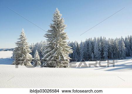 Picture - "Snow-covered Fir (Abies sp. ), Schauinsland, Baden-Wurttemberg, Germany, Europe". Fotosearch