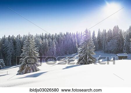 Stock Image - "Snow-covered Fir (Abies sp. ), Schauinsland, Baden-Wurttemberg, Germany, Europe". Fotosearch