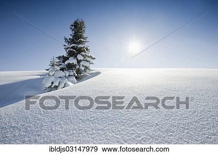 "Snow-covered fir tree with powder snow and the sun, Wank, Ester Mountains, Upper Bavaria, Bavaria, Germany, Europe" View Large Photo Image Stock Photo - "Snow-covered fir tree with powder snow and the sun, Wank, Ester Mountains, Upper Bavaria, Bavaria, Germany, Europe". Fotosearch
