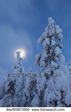 Stock Photograph - "Snow-covered fir trees, Kittila, Finland, Europe". Fotosearch