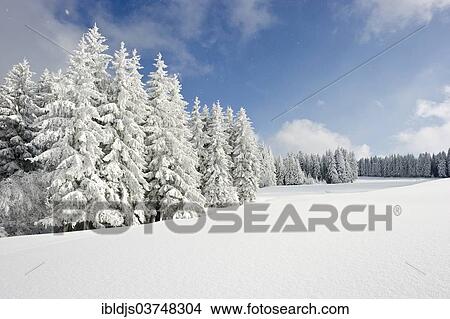 "Snow-covered fir trees, Thurner, Sankt Margen, Black Forest, Baden-Wurttemberg, Germany, Europe" View Large Photo Image Picture - "Snow-covered fir trees, Thurner, Sankt Margen, Black Forest, Baden-Wurttemberg, Germany, Europe". Fotosearch