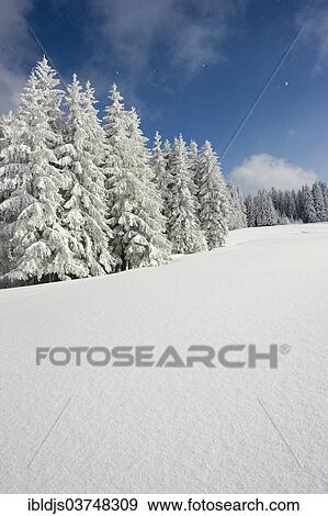 "Snow-covered fir trees, Thurner, Sankt Margen, Black Forest, Baden-Wurttemberg, Germany, Europe" View Large Photo Image Stock Photo - "Snow-covered fir trees, Thurner, Sankt Margen, Black Forest, Baden-Wurttemberg, Germany, Europe". Fotosearch