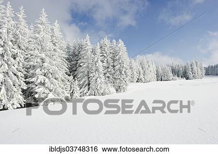 "Snow-covered fir trees, Thurner, Sankt Margen, Black Forest, Baden-Wurttemberg, Germany, Europe" View Large Photo Image Stock Photograph - "Snow-covered fir trees, Thurner, Sankt Margen, Black Forest, Baden-Wurttemberg, Germany, Europe". Fotosearch