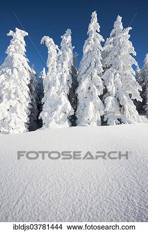 "Snow-covered firs (Abies sp. ), Schauinsland, Freiburg im Breisgau, Black Forest, Baden-Wuerttemberg, Germany, Europe" View Large Photo Image Picture - "Snow-covered firs (Abies sp. ), Schauinsland, Freiburg im Breisgau, Black Forest, Baden-Wuerttemberg, Germany, Europe". Fotosearch