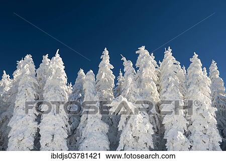 Stock Image - "Snow-covered firs (Abies sp. ), Schauinsland, Freiburg im Breisgau, Black Forest, Baden-Wuerttemberg, Germany, Europe". Fotosearch