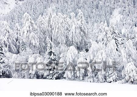"Snow-covered forest, Gnadenwald, North Tyrol, Austria, Europe" View Large Photo Image Stock Photo - "Snow-covered forest, Gnadenwald, North Tyrol, Austria, Europe". Fotosearch