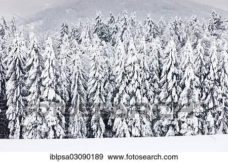 "Snow-covered forest, Gnadenwald, North Tyrol, Austria, Europe" View Large Photo Image Stock Photo - "Snow-covered forest, Gnadenwald, North Tyrol, Austria, Europe". Fotosearch