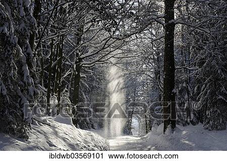 "Snow-covered forest trail, snow trickling down from the trees, Loisachtal, Bad Heilbrunn, Upper Bavaria, Bavaria, Germany, Europe" View Large Photo Image Stock Image - "Snow-covered forest trail, snow trickling down from the trees, Loisachtal, Bad Heilbrunn, Upper Bavaria, Bavaria, Germany, Europe". Fotosearch