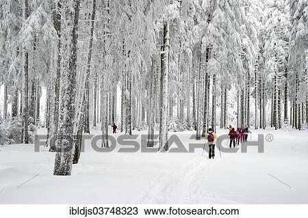 "Snow-covered forest with cross-country skiers, Thurner, Sankt Margen, Black Forest, Baden-Wurttemberg, Germany, Europe" View Large Photo Image Stock Image - "Snow-covered forest with cross-country skiers, Thurner, Sankt Margen, Black Forest, Baden-Wurttemberg, Germany, Europe". Fotosearch