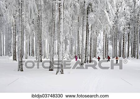 "Snow-covered forest with cross-country skiers, Thurner, Sankt Margen, Black Forest, Baden-Wurttemberg, Germany, Europe" View Large Photo Image Stock Image - "Snow-covered forest with cross-country skiers, Thurner, Sankt Margen, Black Forest, Baden-Wurttemberg, Germany, Europe". Fotosearch