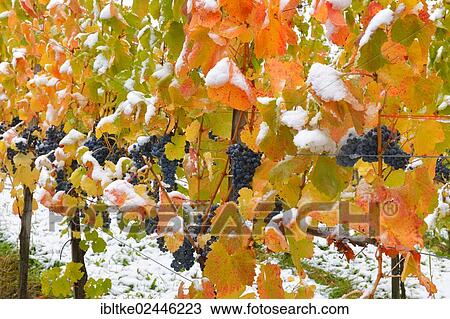 "Snow-covered grape-vines, Dornfelder grapes, in autumn, Korb-Steinreinach, wine-growing region of Remstal, Baden-Wuerttemberg, Germany, Europe" View Large Photo Image Stock Image - "Snow-covered grape-vines, Dornfelder grapes, in autumn, Korb-Steinreinach, wine-growing region of Remstal, Baden-Wuerttemberg, Germany, Europe". Fotosearch