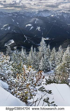"Snow-covered mountain forest, Mountain Pines (Pinus mugo) on Mt Wildkamm with the Hochschwab Range, Niederalpl, Murzsteg Alps, Styria, Austria, Europe" View Large Photo Image Picture - "Snow-covered mountain forest, Mountain Pines (Pinus mugo) on Mt Wildkamm with the Hochschwab Range, Niederalpl, Murzsteg Alps, Styria, Austria, Europe". Fotosearch