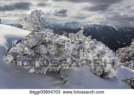 "Snow-covered Mountain Pines (Pinus mugo) with the Hochschwab Range, Mt Wildkamm, Niederalpl, Murzsteg Alps, Styria, Austria, Europe" View Large Photo Image Stock Image - "Snow-covered Mountain Pines (Pinus mugo) with the Hochschwab Range, Mt Wildkamm, Niederalpl, Murzsteg Alps, Styria, Austria, Europe". Fotosearch