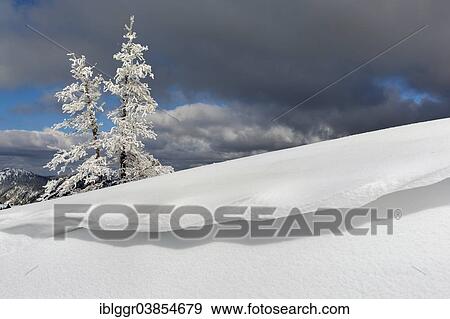 "Snow-covered Mountain Pines (Pinus mugo) with overhanging snow at Mt Wildkamm, Niederalpl, Murzsteg Alps, Styria, Austria, Europe" View Large Photo Image Stock Photo - "Snow-covered Mountain Pines (Pinus mugo) with overhanging snow at Mt Wildkamm, Niederalpl, Murzsteg Alps, Styria, Austria, Europe". Fotosearch