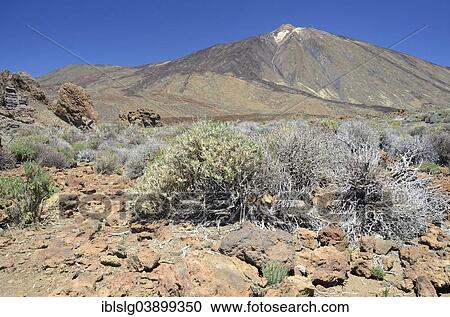 "Snow-covered Pico del Teide, bizarre, withered gorse bushes on a lava field at the front, UNESCO World Heritage Site, Parque National del Teide y las Canadas, Teide National Park, Tenerife, Canary Islands, Spain, Europe" View Large Photo Image Stock Image - "Snow-covered Pico del Teide, bizarre, withered gorse bushes on a lava field at the front, UNESCO World Heritage Site, Parque National del Teide y las Canadas, Teide National Park, Tenerife, Canary Islands, Spain, Europe". Fotosearch