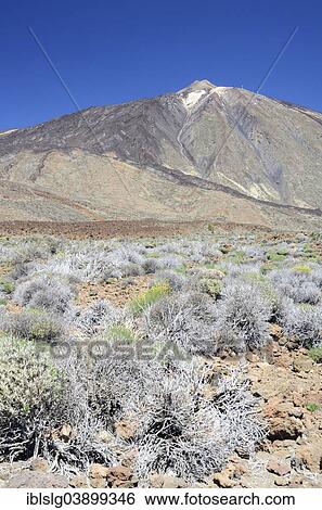 "Snow-covered Pico del Teide, bizarre, withered gorse bushes on a lava field at the front, UNESCO World Heritage Site, Parque National del Teide y las Canadas, Teide National Park, Tenerife, Canary Islands, Spain, Europe" View Large Photo Image Stock Photograph - "Snow-covered Pico del Teide, bizarre, withered gorse bushes on a lava field at the front, UNESCO World Heritage Site, Parque National del Teide y las Canadas, Teide National Park, Tenerife, Canary Islands, Spain, Europe". Fotosearch