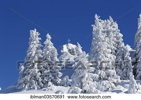 "Snow-covered Spruce (Picea) trees, Tegelberg, Ammergauer Alpen, Schwangau, Ostallgau, Allgau, Schwabia, Bavaria, Germany, Europe" View Large Photo Image Stock Image - "Snow-covered Spruce (Picea) trees, Tegelberg, Ammergauer Alpen, Schwangau, Ostallgau, Allgau, Schwabia, Bavaria, Germany, Europe". Fotosearch