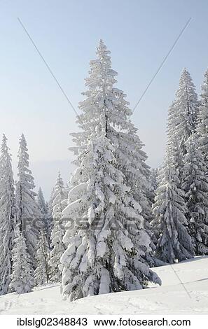"Snow-covered Spruce trees (Picea abies) in a winter landscape, near Elbach, Leitzachtal valley, Upper Bavaria, Germany, Europe" View Large Photo Image Stock Image - "Snow-covered Spruce trees (Picea abies) in a winter landscape, near Elbach, Leitzachtal valley, Upper Bavaria, Germany, Europe". Fotosearch