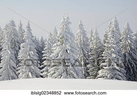 "Snow-covered Spruce trees (Picea abies) in a winter landscape, near Elbach, Leitzachtal valley, Upper Bavaria, Germany, Europe" View Large Photo Image Stock Image - "Snow-covered Spruce trees (Picea abies) in a winter landscape, near Elbach, Leitzachtal valley, Upper Bavaria, Germany, Europe". Fotosearch