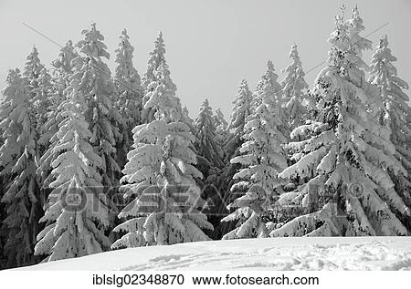 "Snow-covered Spruce trees (Picea abies) in a winter landscape, near Elbach, Leitzachtal valley, Upper Bavaria, Germany, Europe" View Large Photo Image Stock Image - "Snow-covered Spruce trees (Picea abies) in a winter landscape, near Elbach, Leitzachtal valley, Upper Bavaria, Germany, Europe". Fotosearch