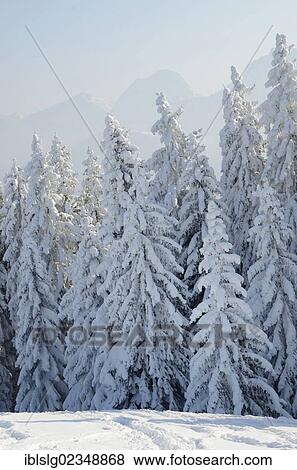 "Snow-covered Spruce trees (Picea abies) in a winter landscape, near Elbach, Leitzachtal valley, Upper Bavaria, Germany, Europe" View Large Photo Image Stock Photo - "Snow-covered Spruce trees (Picea abies) in a winter landscape, near Elbach, Leitzachtal valley, Upper Bavaria, Germany, Europe". Fotosearch