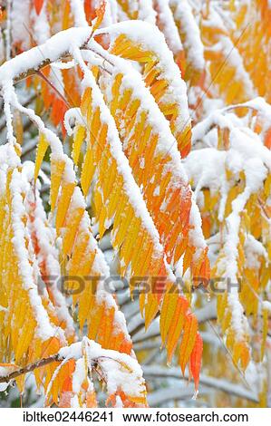 "Snow-covered Staghorn Sumac (Rhus typhina) in autumn, Baden-Wuerttemberg, Germany, Europe" View Large Photo Image Stock Image - "Snow-covered Staghorn Sumac (Rhus typhina) in autumn, Baden-Wuerttemberg, Germany, Europe". Fotosearch