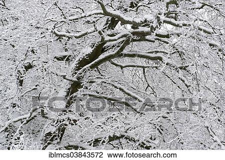 "Snow-covered tree at the Hercules monument, UNESCO World Cultural Heritage Site, mountainpark of Bergpark Wilhelmshohe, Kassel, Hesse, Germany, Europe" View Large Photo Image Stock Image - "Snow-covered tree at the Hercules monument, UNESCO World Cultural Heritage Site, mountainpark of Bergpark Wilhelmshohe, Kassel, Hesse, Germany, Europe". Fotosearch