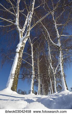 "Snow-covered tree-lined path, Oberbayern, Uffing, Bavaria, Germany, Europe" View Large Photo Image Stock Photo - "Snow-covered tree-lined path, Oberbayern, Uffing, Bavaria, Germany, Europe". Fotosearch