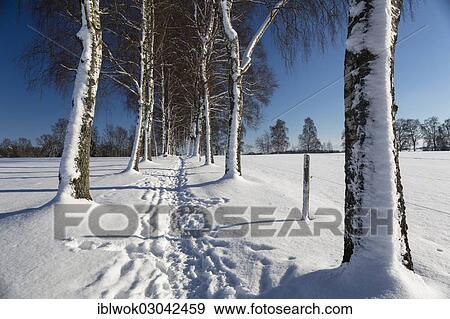 Stock Photo - "Snow-covered tree-lined path, Oberbayern, Uffing, Bavaria, Germany, Europe". Fotosearch