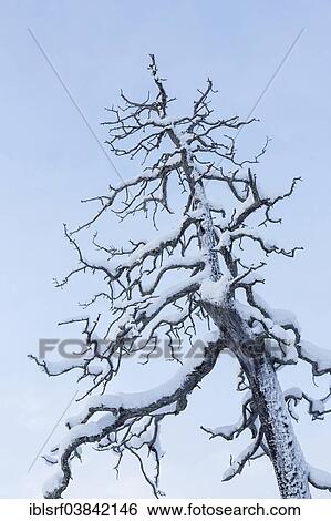 "Snow-covered tree, Saariselka, Finland, Europe" View Large Photo Image Stock Photograph - "Snow-covered tree, Saariselka, Finland, Europe". Fotosearch
