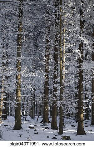 Stock Image - "Snow covered tree trunks, winter forest in the Ore Mountains, Saxony, Germany, Europe". Fotosearch