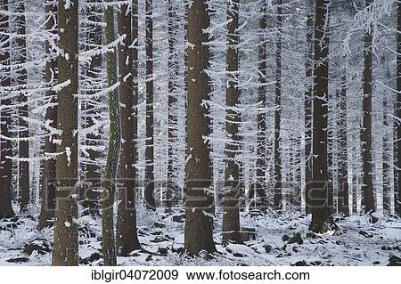 "Snow covered tree trunks, winter forest in the Ore Mountains, Saxony, Germany, Europe" View Large Photo Image Stock Photo - "Snow covered tree trunks, winter forest in the Ore Mountains, Saxony, Germany, Europe". Fotosearch