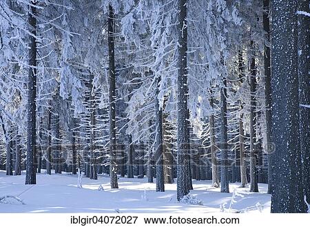 "Snow covered tree trunks, winter forest in the Ore Mountains, Saxony, Germany, Europe" View Large Photo Image Stock Photo - "Snow covered tree trunks, winter forest in the Ore Mountains, Saxony, Germany, Europe". Fotosearch