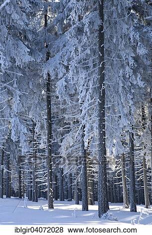 "Snow covered tree trunks, winter forest in the Ore Mountains, Saxony, Germany, Europe" View Large Photo Image Stock Photo - "Snow covered tree trunks, winter forest in the Ore Mountains, Saxony, Germany, Europe". Fotosearch