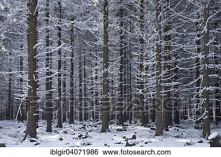 Stock Photograph - "Snow covered tree trunks, winter forest in the Ore Mountains, Saxony, Germany, Europe". Fotosearch