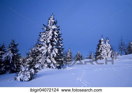 "Snow covered trees, blue hour at Fichtelberg mountain, Ore Mountains, Saxony, Germany, Europe" View Large Photo Image Picture - "Snow covered trees, blue hour at Fichtelberg mountain, Ore Mountains, Saxony, Germany, Europe". Fotosearch