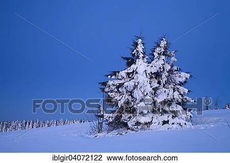 "Snow covered trees, blue hour at Fichtelberg mountain, Ore Mountains, Saxony, Germany, Europe" View Large Photo Image Stock Image - "Snow covered trees, blue hour at Fichtelberg mountain, Ore Mountains, Saxony, Germany, Europe". Fotosearch