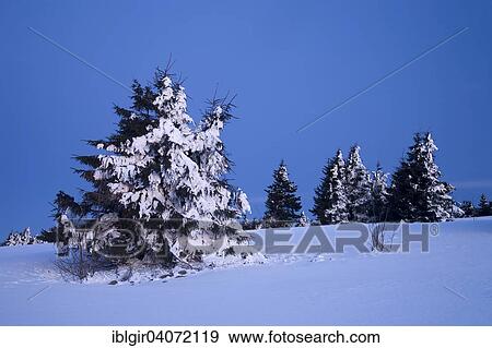 Stock Photo - "Snow covered trees, blue hour at Fichtelberg mountain, Ore Mountains, Saxony, Germany, Europe". Fotosearch