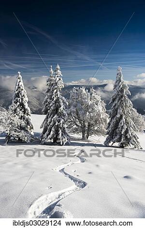 Picture - "Snow-covered trees in a winter landscape, Schauinsland, Baden-Wurttemberg, Germany, Europe". Fotosearch