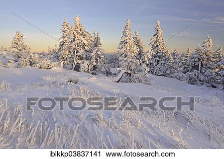 "Snow-covered trees in the evening light, winter on Mt Brocken, Harz mountain range, Saxony-Anhalt, Germany, Europe" View Large Photo Image Stock Image - "Snow-covered trees in the evening light, winter on Mt Brocken, Harz mountain range, Saxony-Anhalt, Germany, Europe". Fotosearch