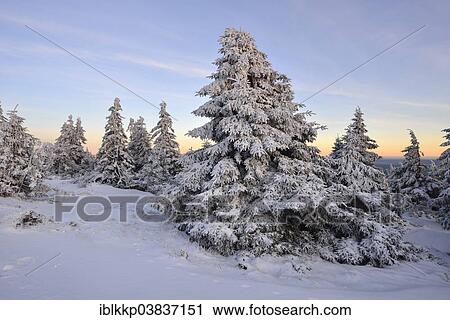 "Snow-covered trees in the evening light, winter on Mt Brocken, Harz mountain range, Saxony-Anhalt, Germany, Europe" View Large Photo Image Stock Image - "Snow-covered trees in the evening light, winter on Mt Brocken, Harz mountain range, Saxony-Anhalt, Germany, Europe". Fotosearch