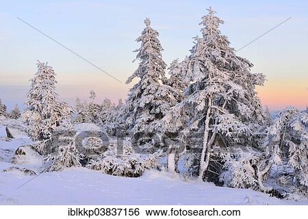"Snow-covered trees in the evening light, winter on Mt Brocken, Harz mountain range, Saxony-Anhalt, Germany, Europe" View Large Photo Image Stock Photograph - "Snow-covered trees in the evening light, winter on Mt Brocken, Harz mountain range, Saxony-Anhalt, Germany, Europe". Fotosearch