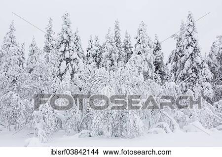 "Snow-covered trees, Ivalontie, Sodankyla, Finland, Europe" View Large Photo Image Picture - "Snow-covered trees, Ivalontie, Sodankyla, Finland, Europe". Fotosearch