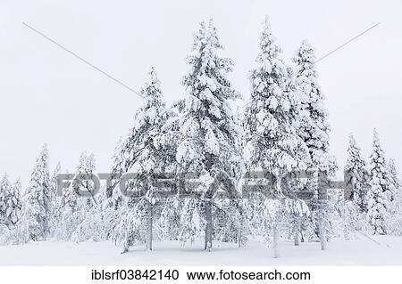 "Snow-covered trees, Ivalontie, Sodankyla, Finland, Europe" View Large Photo Image Stock Image - "Snow-covered trees, Ivalontie, Sodankyla, Finland, Europe". Fotosearch