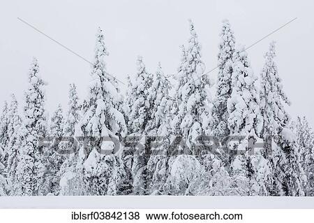 "Snow-covered trees, Ivalontie, Sodankyla, Finland, Europe" View Large Photo Image Stock Photo - "Snow-covered trees, Ivalontie, Sodankyla, Finland, Europe". Fotosearch